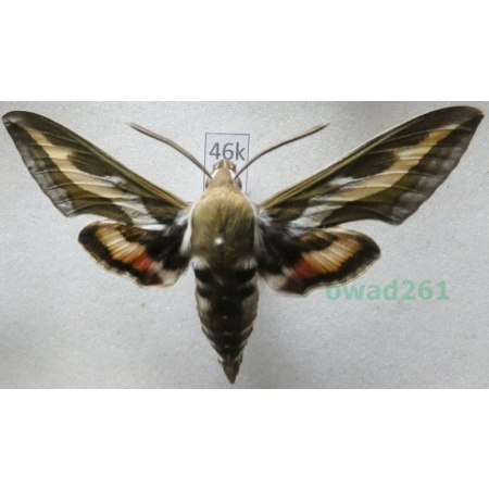 Hyles gallii (Rottemburg, 1775) Czech 64mm46k
